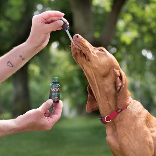Banner showing a person giving a drop of CBD pet oil to a dog - Gogogreen Organics